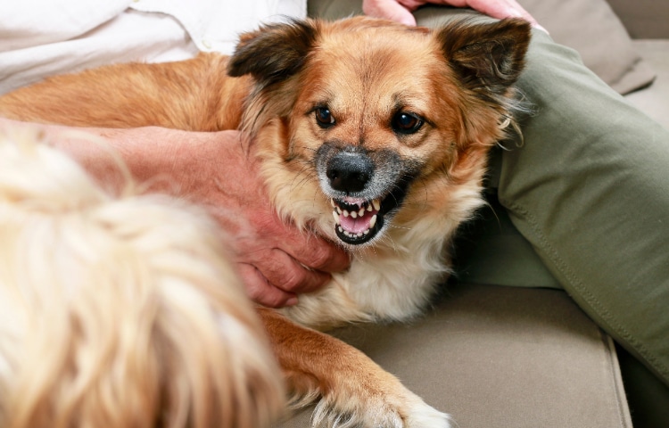 Dog growls at another dog.