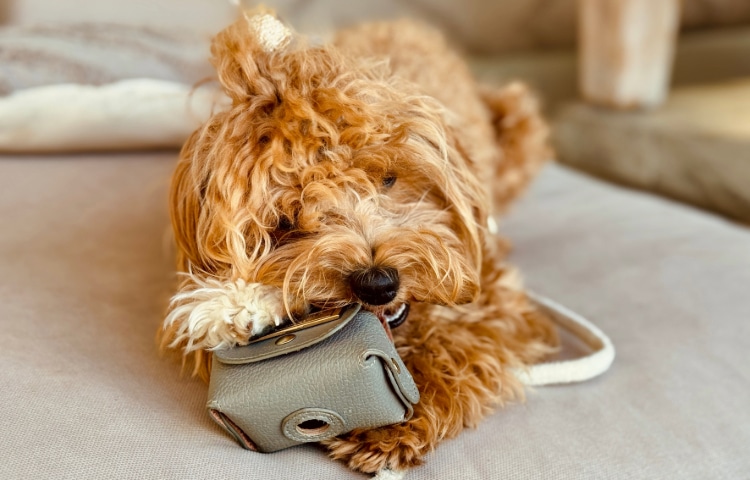 Playful Small Dog Chewing a Case on the Couch 