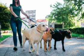 Dog walker enjoying with dogs while walking outdoors.