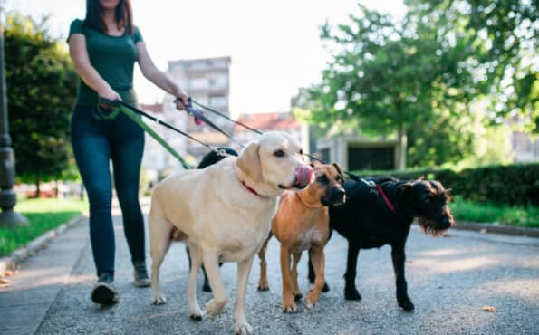 Dog walker enjoying with dogs while walking outdoors.