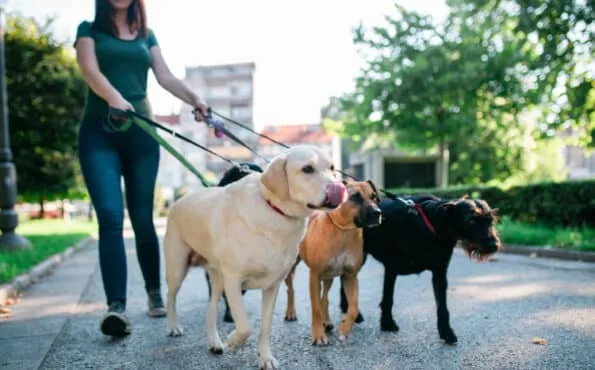 Dog walker enjoying with dogs while walking outdoors.