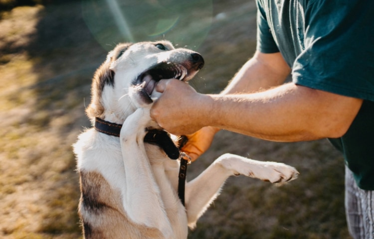 Training an aggressive dog for a walk in the summer. 