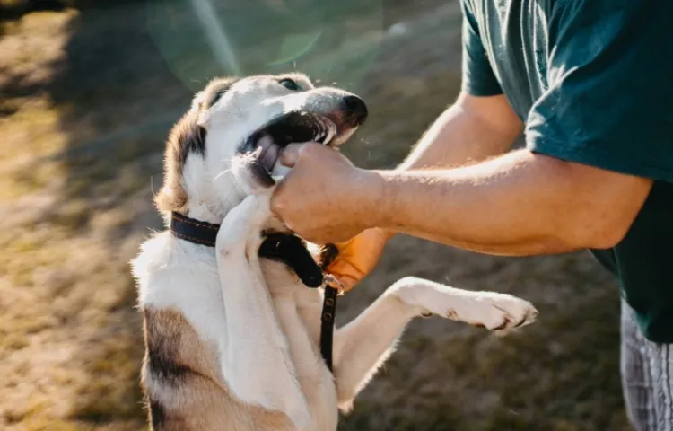 Training an aggressive dog for a walk in the summer. 