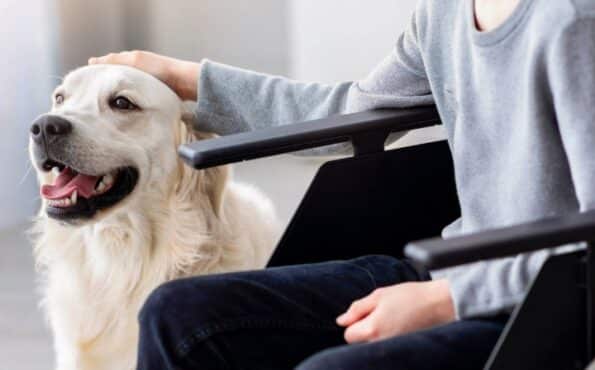 A young boy using a wheelchair is smiling and petting his golden retriever.