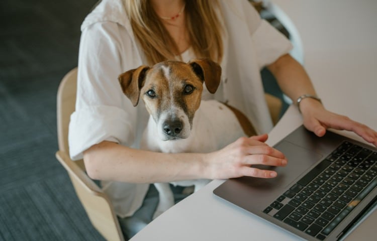 Jack russel sitting on a woman's lap sitting in front of a laptop.