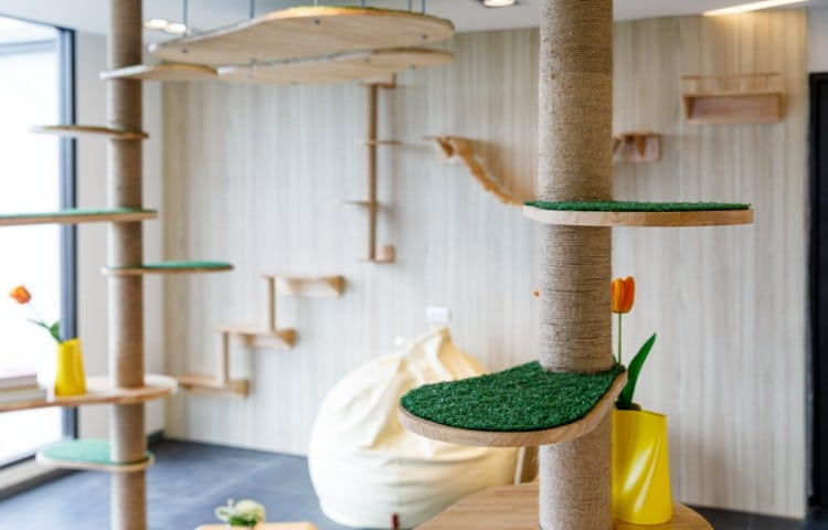 Cat play area. Sitting area with benches