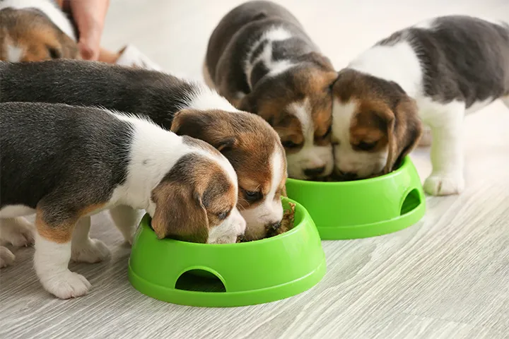 Puppies eating together in two green feeding bowls
