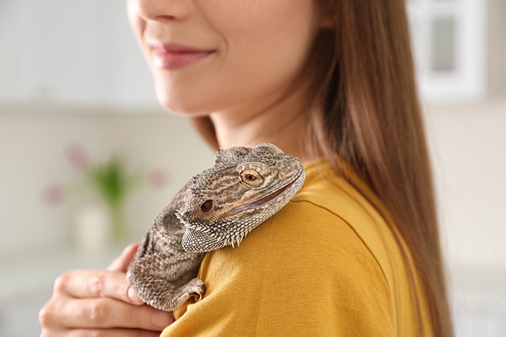 Lizard resting on a woman's shoulder